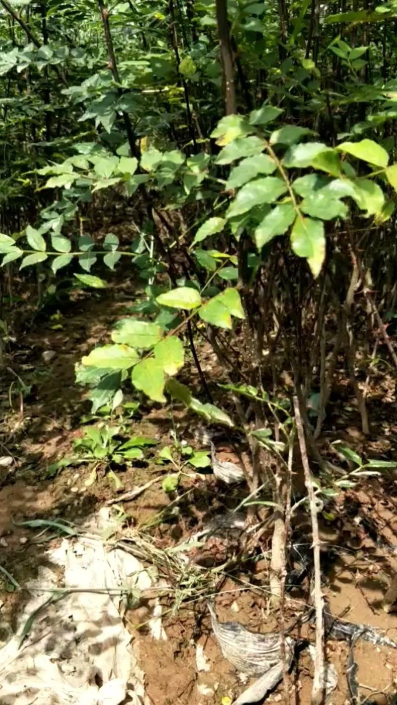 陕西大红袍营养杯花椒苗