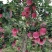 再见啦！2021年三门峡高山纸袋红星苹果！
