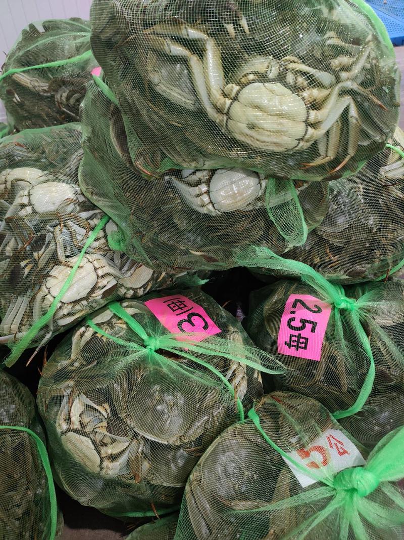 【严选】江苏红膏蟹质量优已经大量上市要货需提前下单
