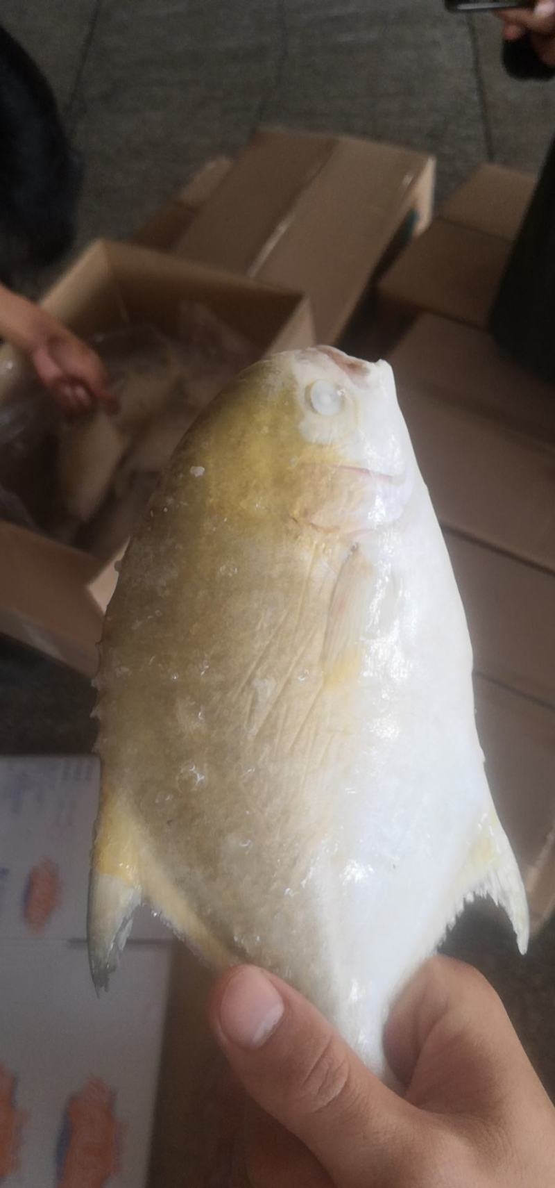 金鲳鱼