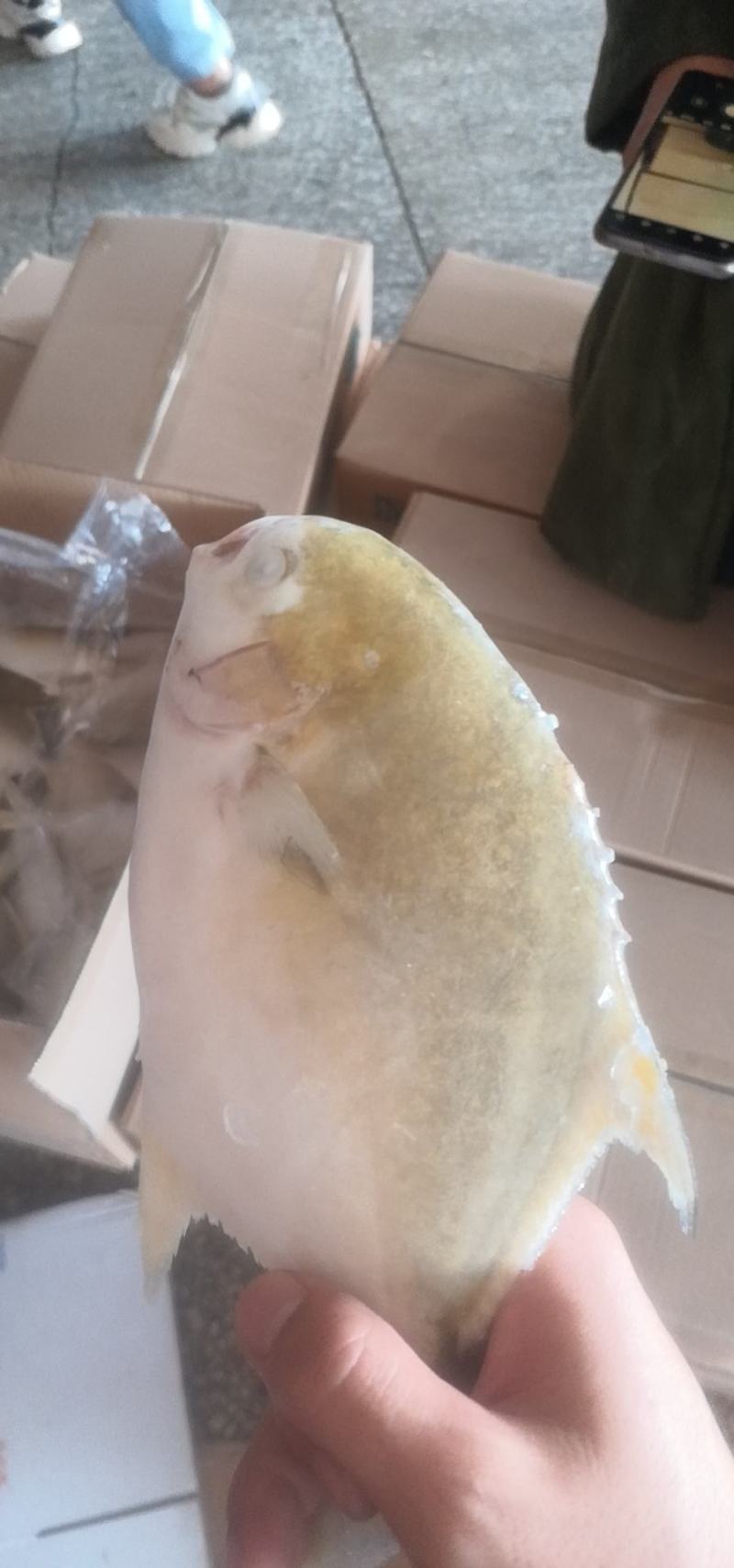 金鲳鱼