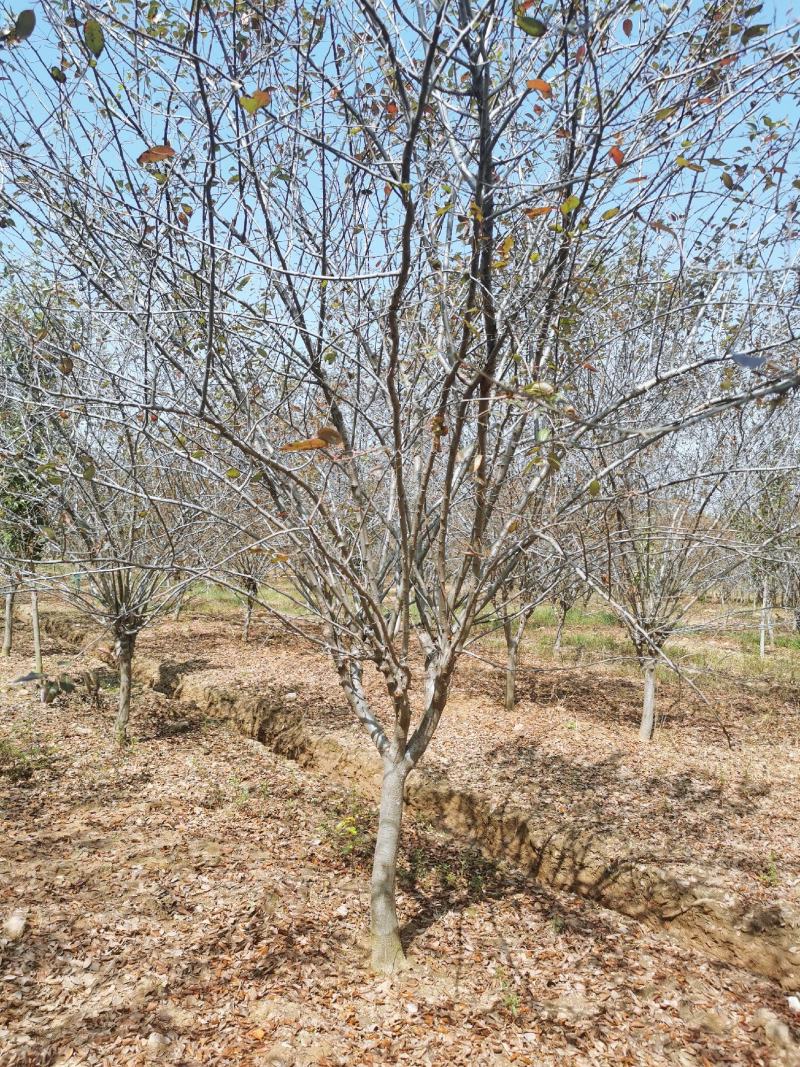 垂丝海棠大叶垂丝小叶垂丝1-18公分大量出售