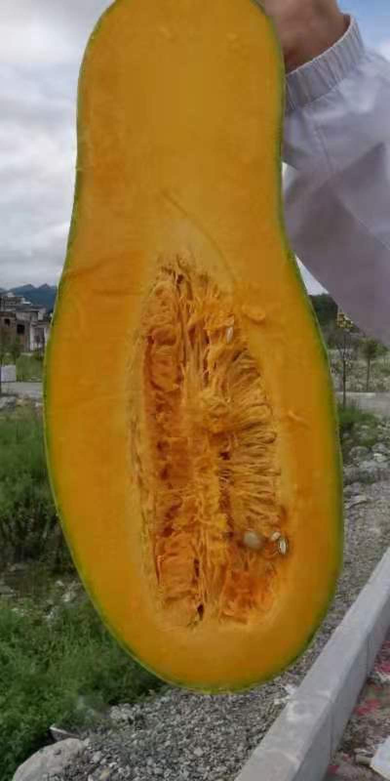 贵州蜜本南瓜