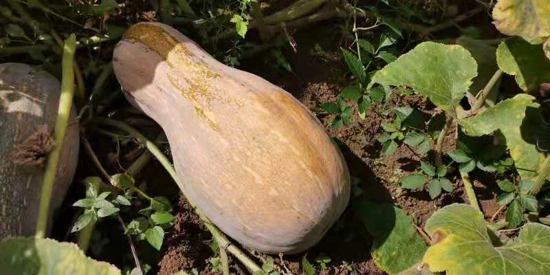 贵州蜜本南瓜