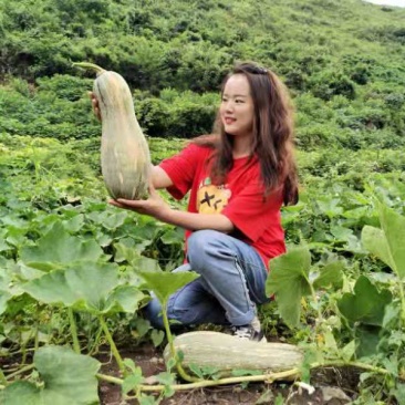 贵州蜜本南瓜