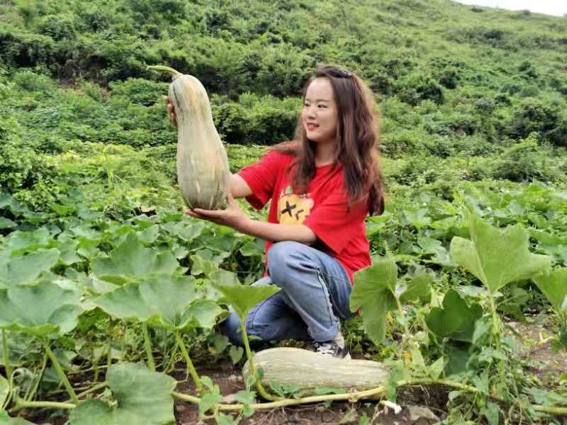 贵州蜜本南瓜