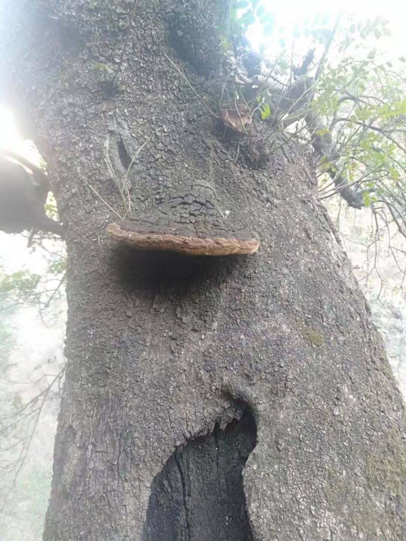 桑黄清香木菌