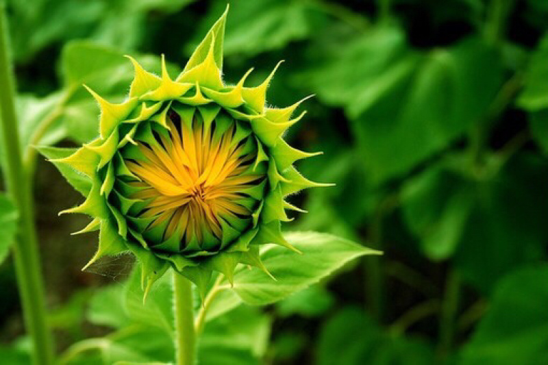 【向日葵】鲜切花云南鲜花种植基地现割现发直批