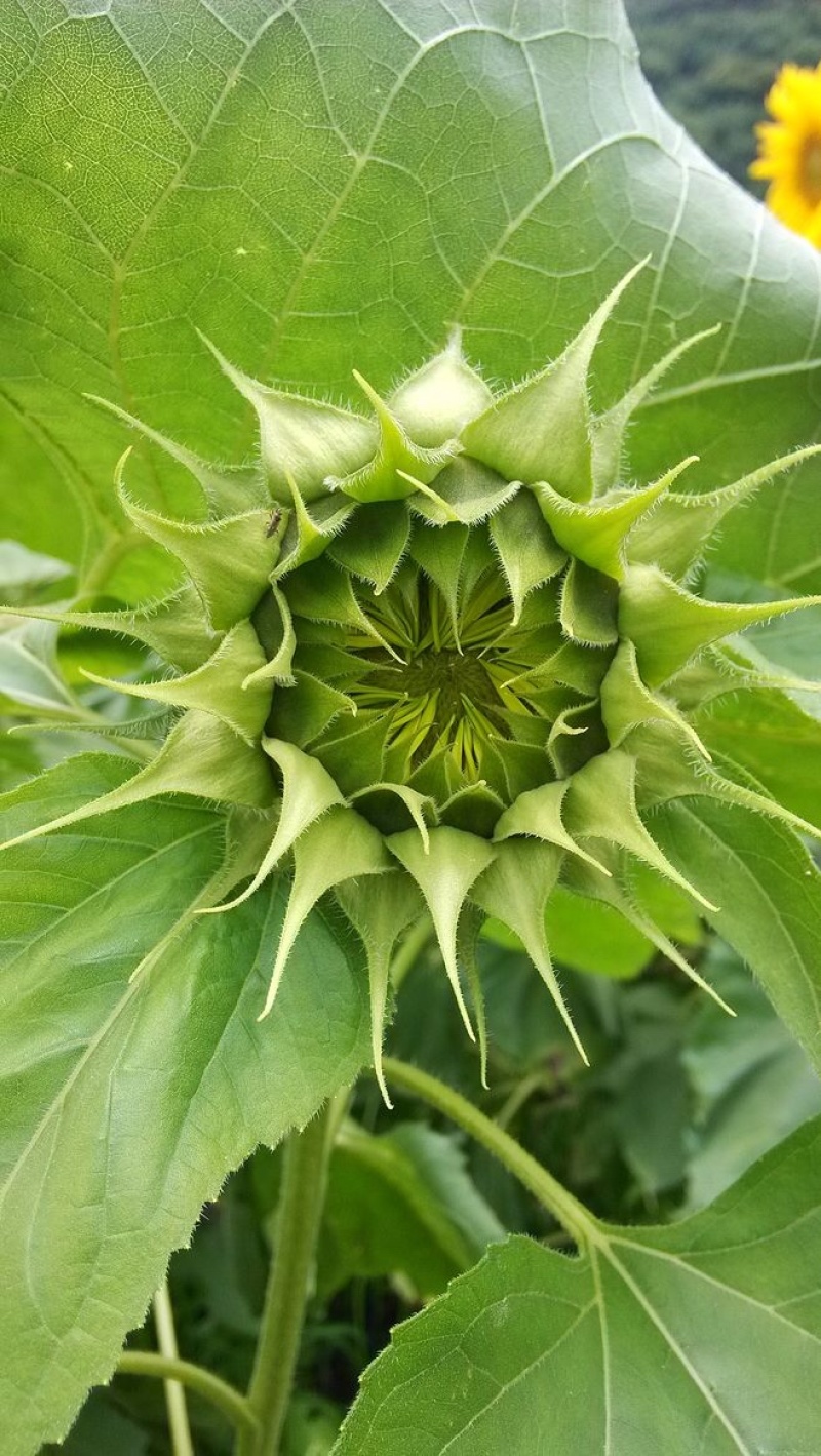 【向日葵】鲜切花云南鲜花种植基地现割现发直批