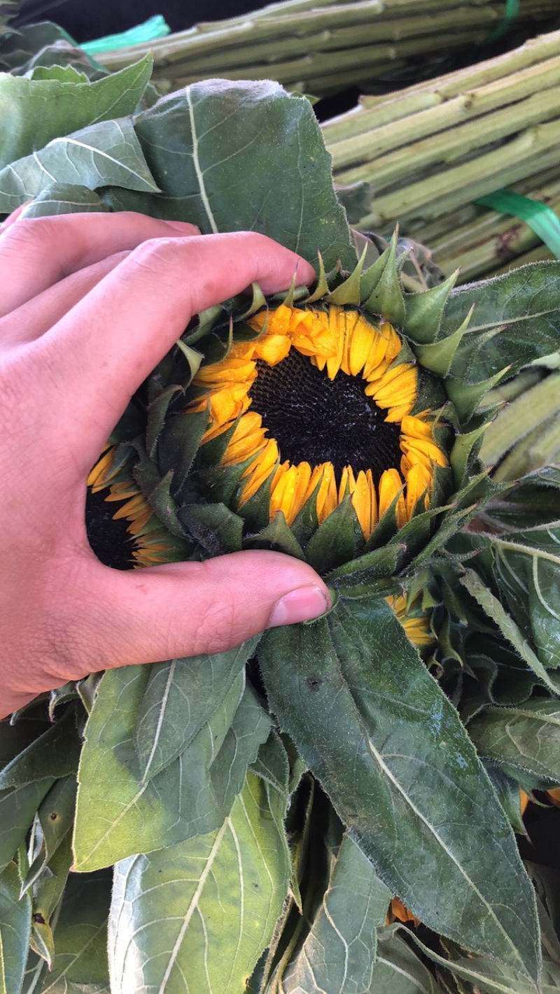 【向日葵】鲜切花云南鲜花种植基地现割现发直批