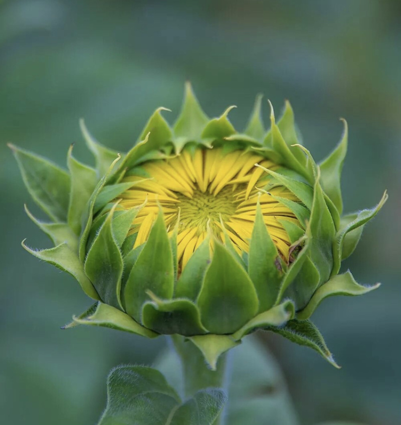 【向日葵】鲜切花云南鲜花种植基地现割现发直批