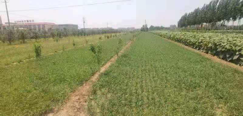 紫色韭菜根，当年新根二茬