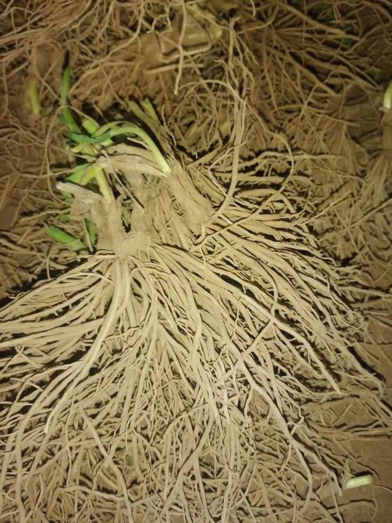 紫色韭菜根，当年新根二茬