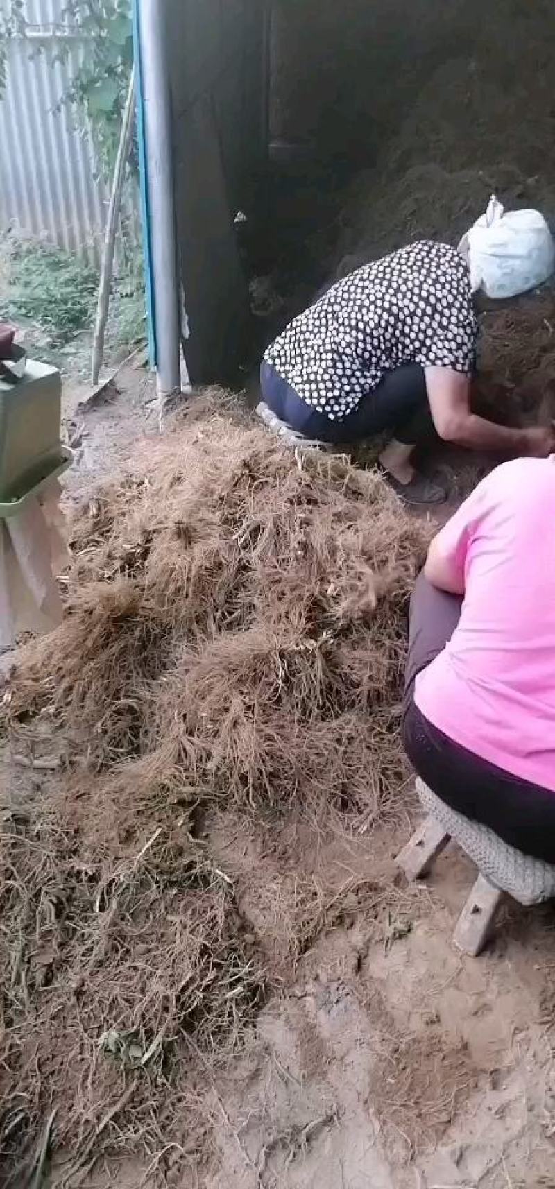 紫色韭菜根，当年新根二茬