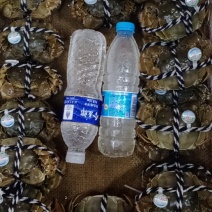 固城湖大闸蟹