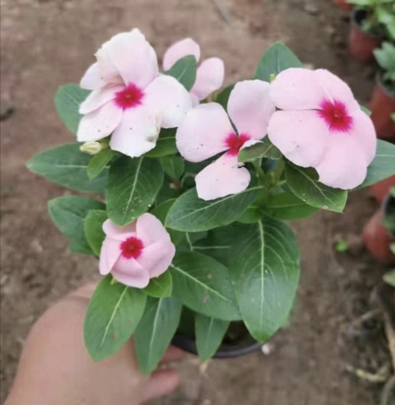 长春花天天开批发基地