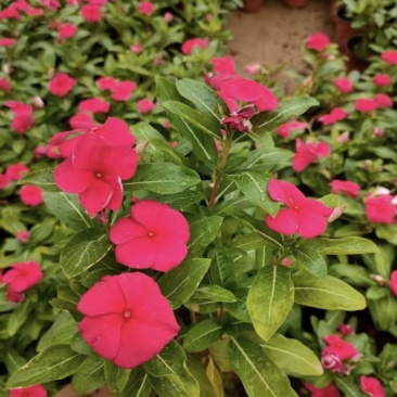 长春花天天开批发基地