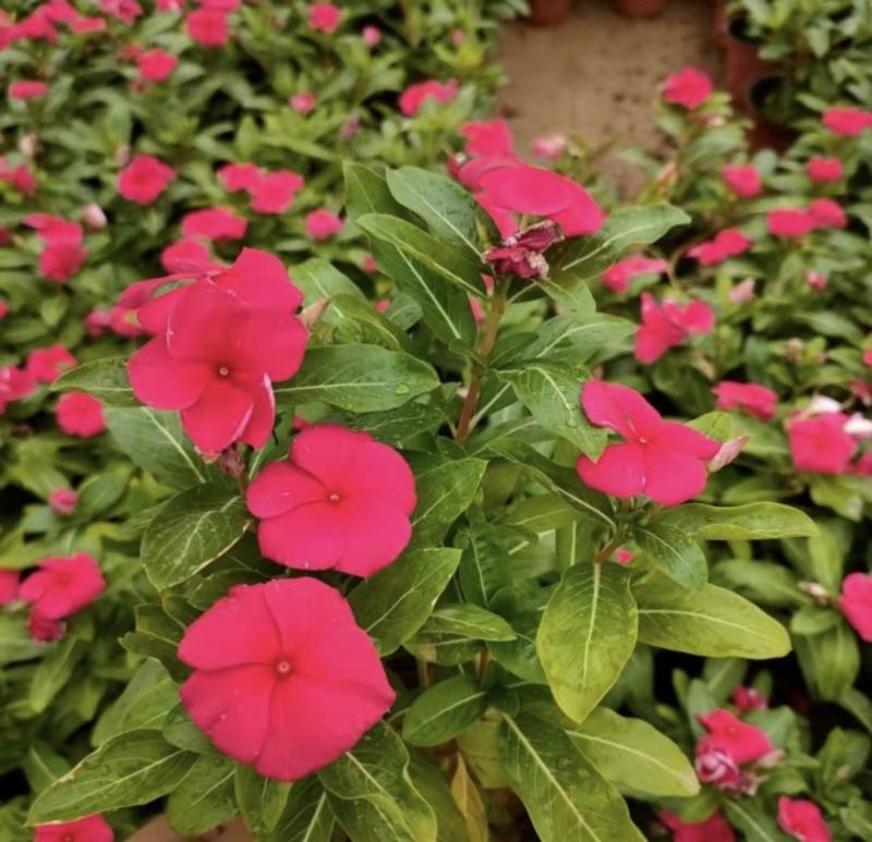 长春花天天开批发基地