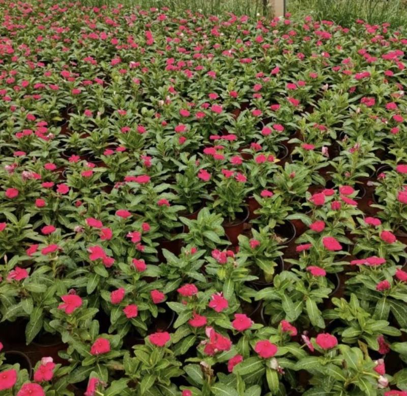 长春花天天开批发基地