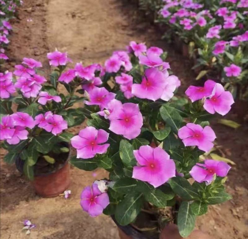 长春花天天开批发基地
