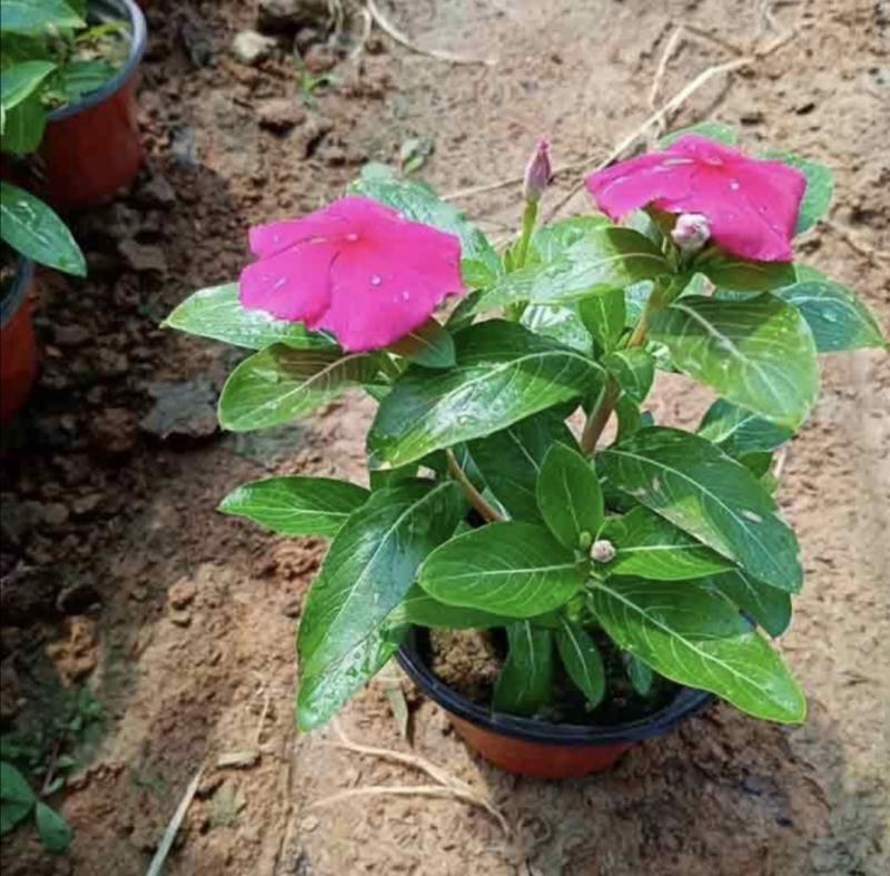 长春花天天开批发基地