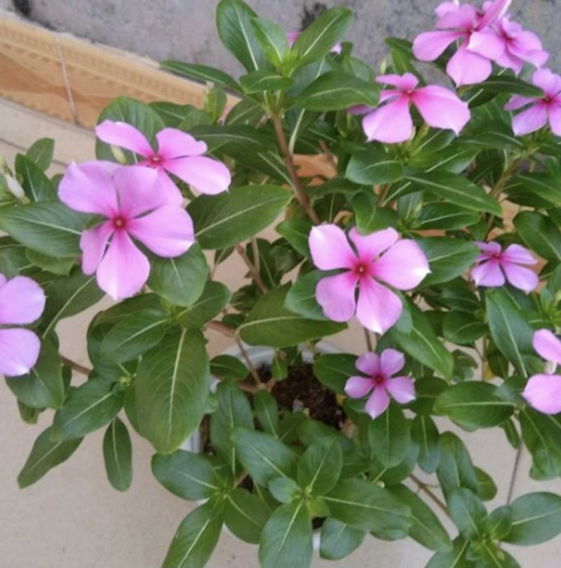 长春花天天开批发基地