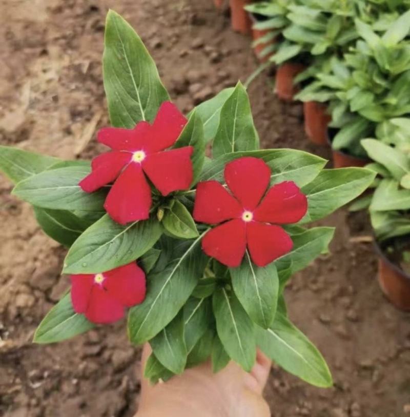 长春花天天开批发基地