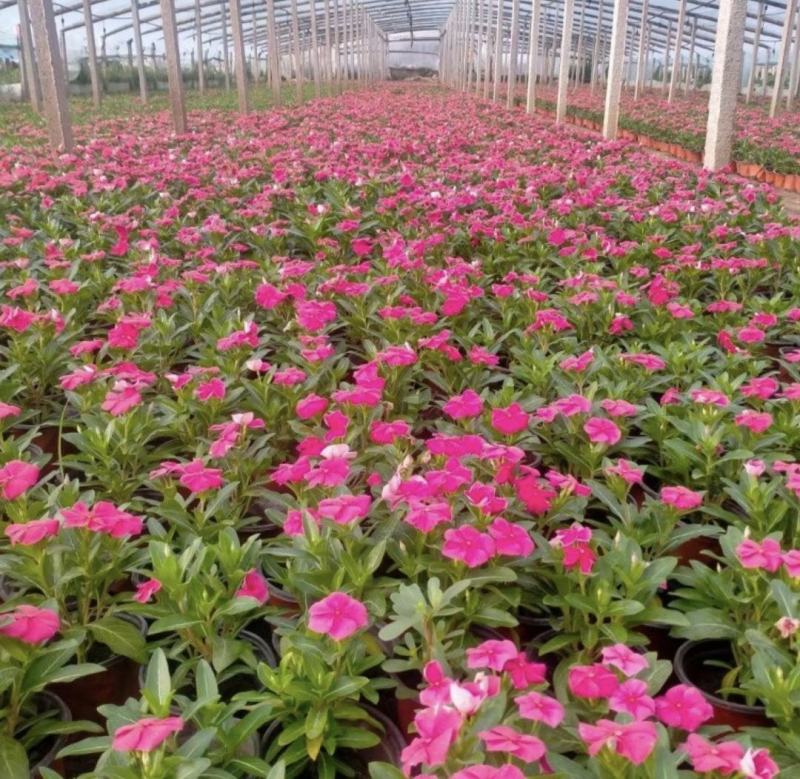 长春花天天开批发基地