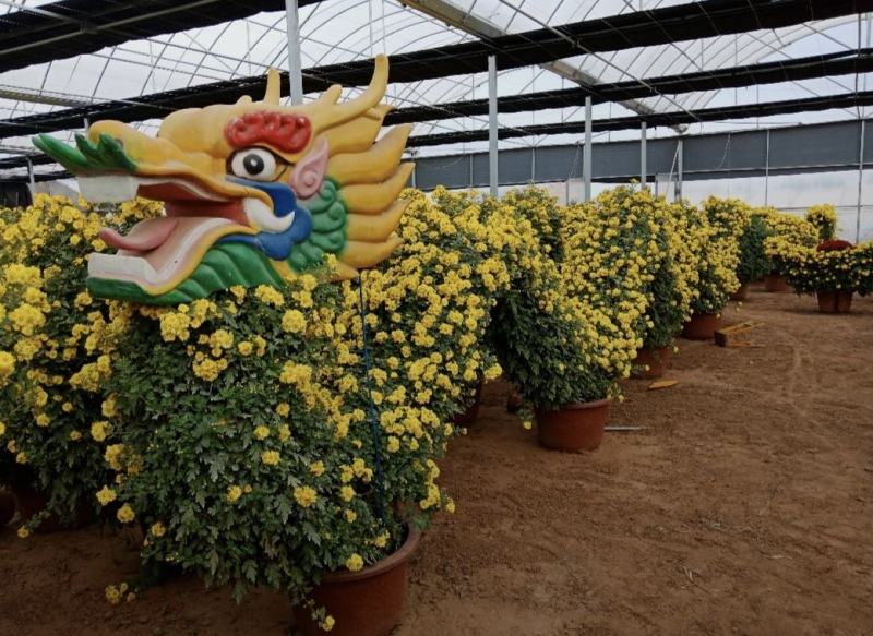 万寿菊组摆造型