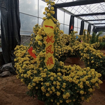 万寿菊组摆造型