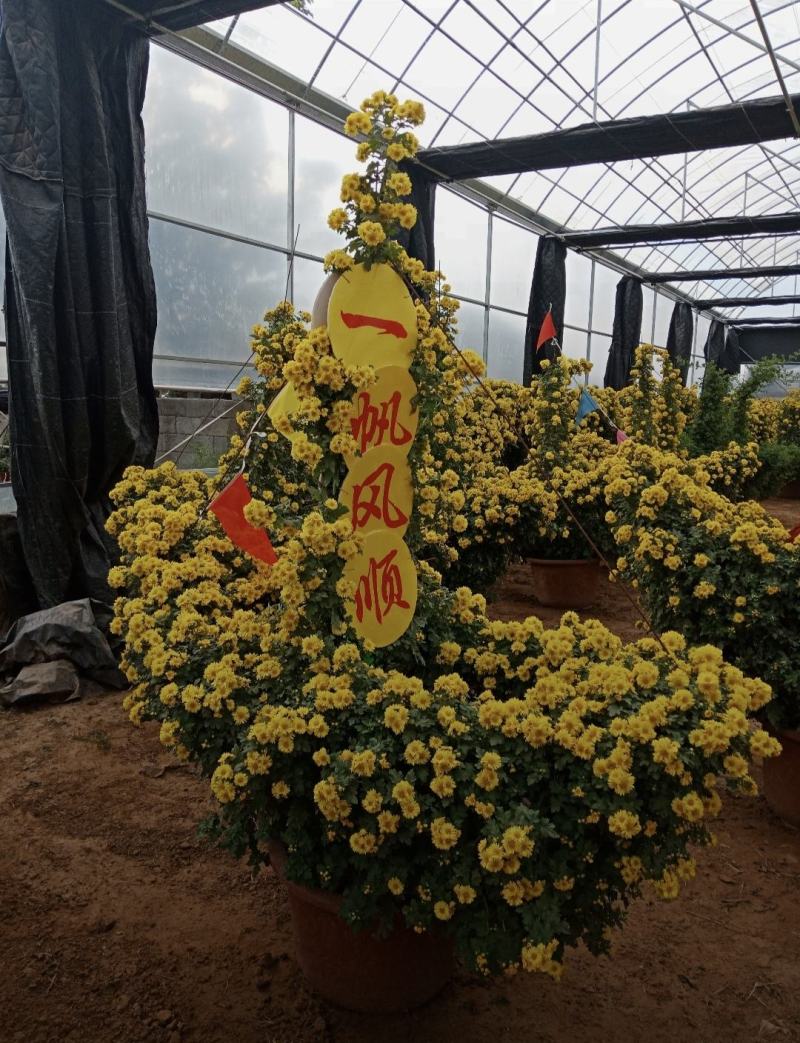 万寿菊组摆造型