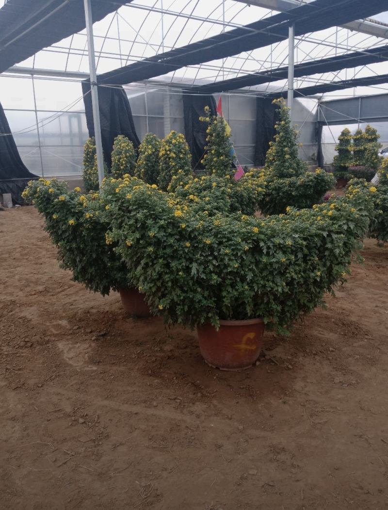 万寿菊组摆造型