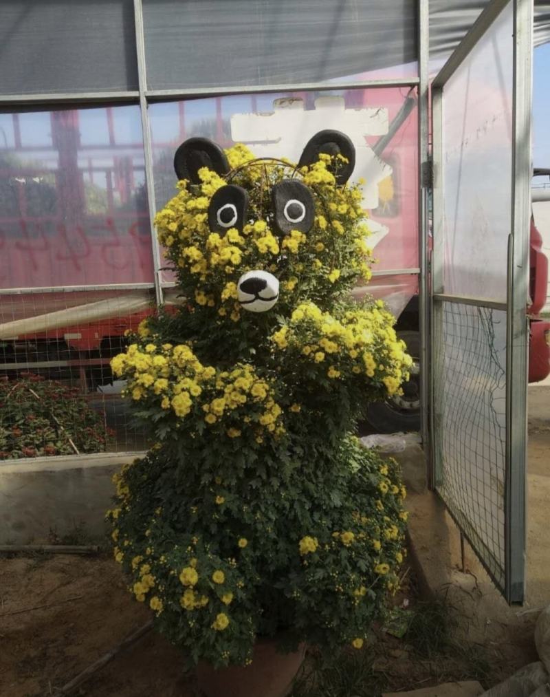 万寿菊组摆造型