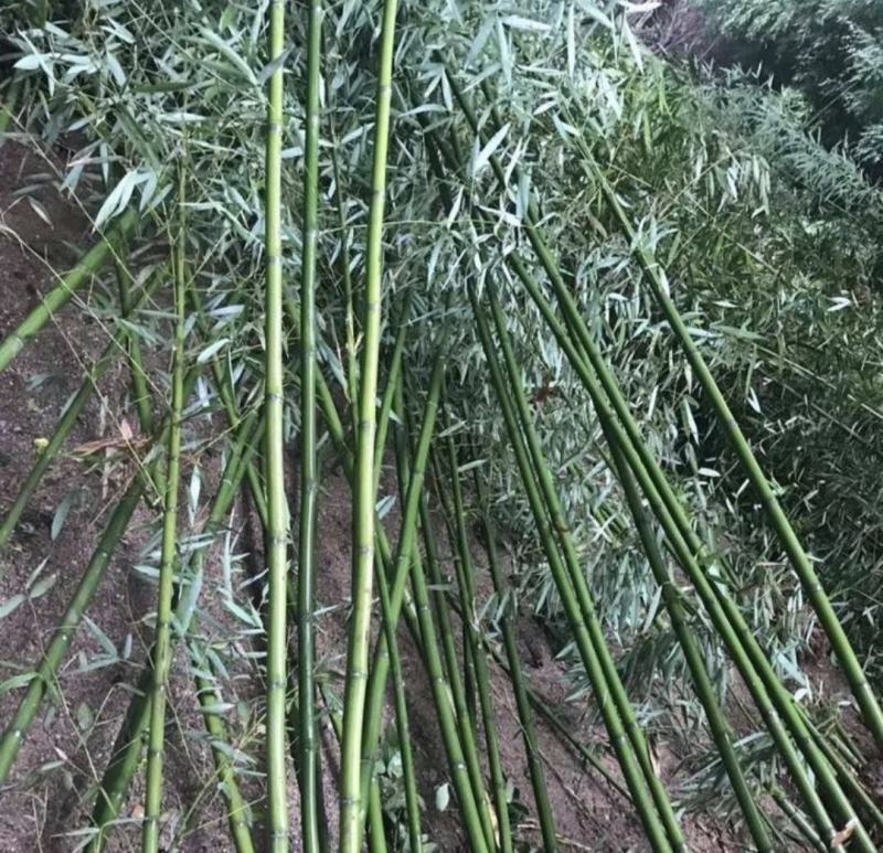 竹子批发