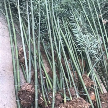 竹子批发