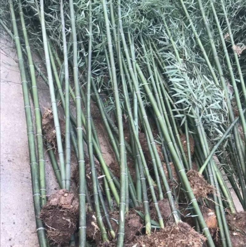 竹子批发