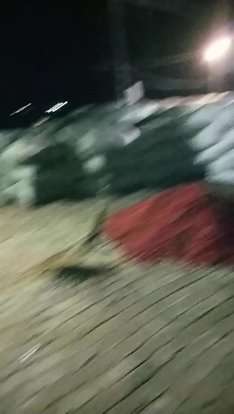 三樱八号干辣椒，精品九成干以上，货干净品质保证，产区直供