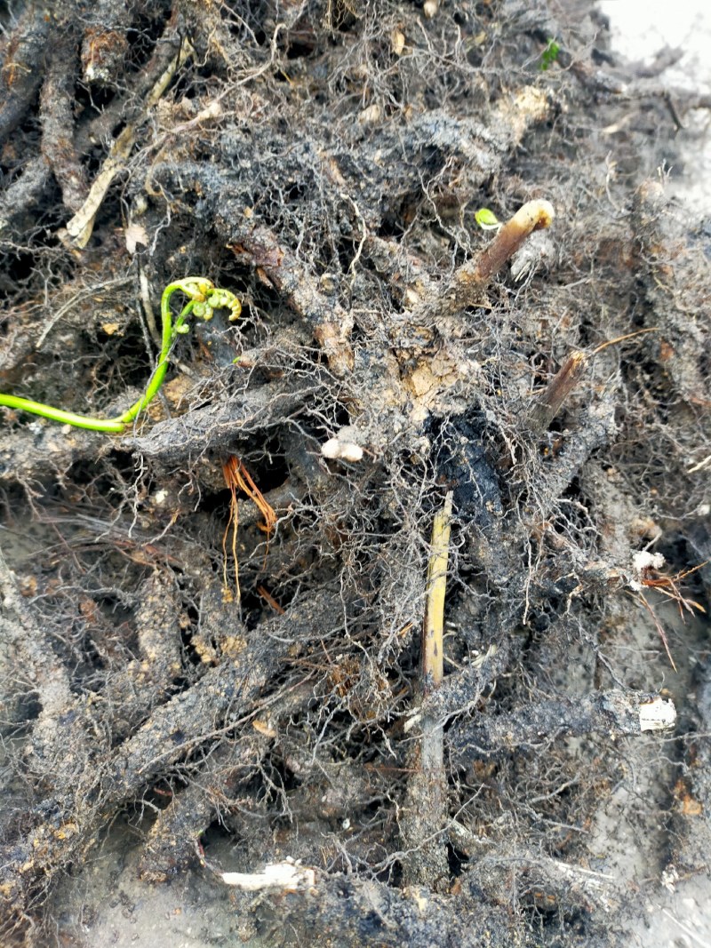 蕨菜根种苗