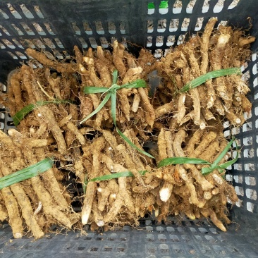 蕨菜根种苗