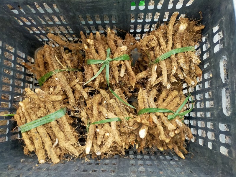 蕨菜根种苗
