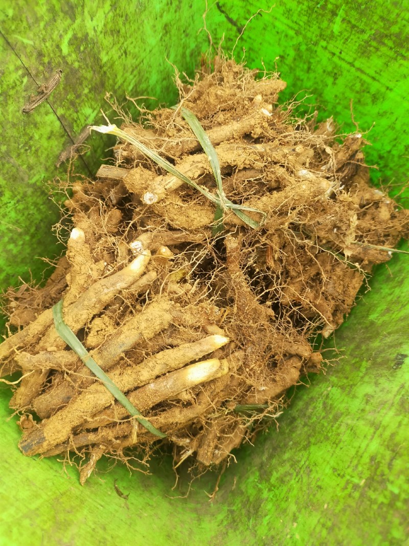 蕨菜根种苗