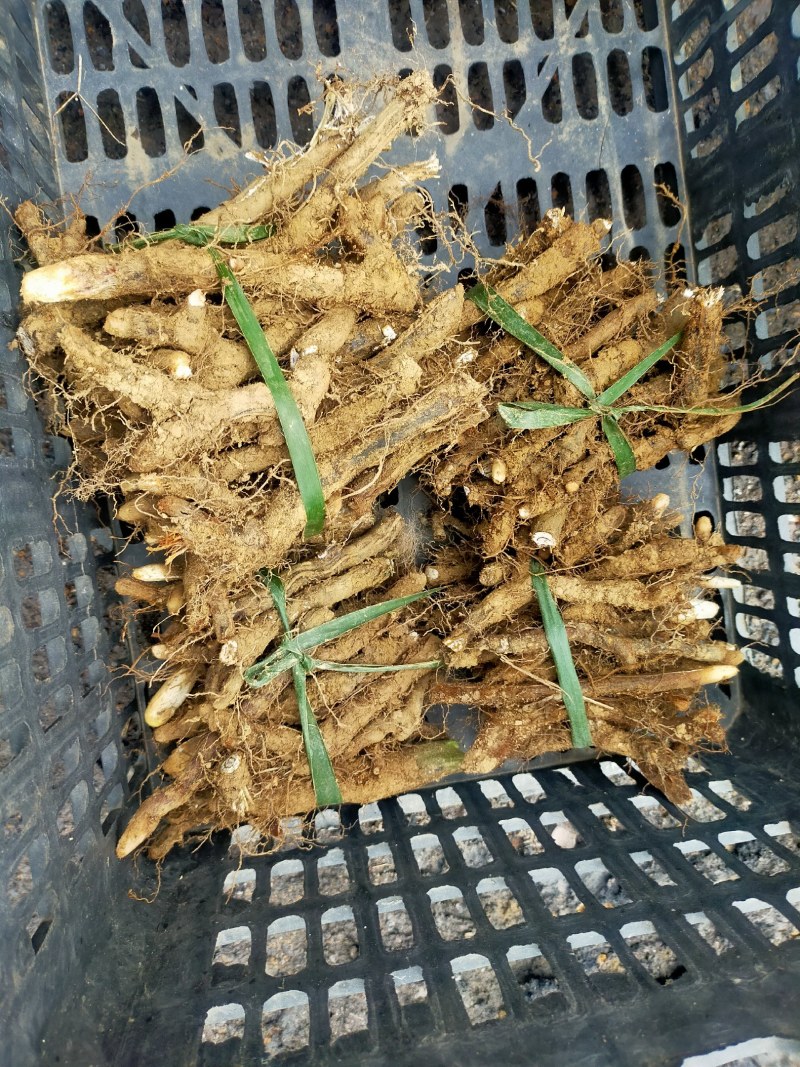 蕨菜根种苗