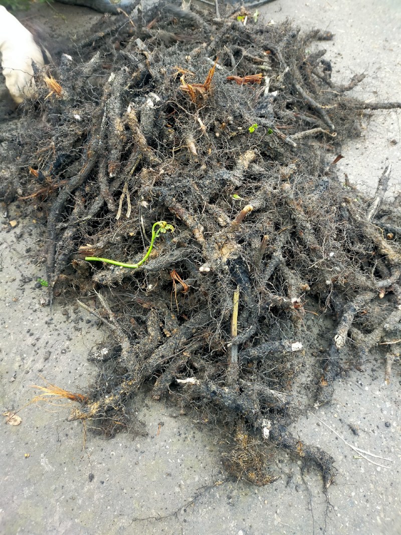 蕨菜根种苗