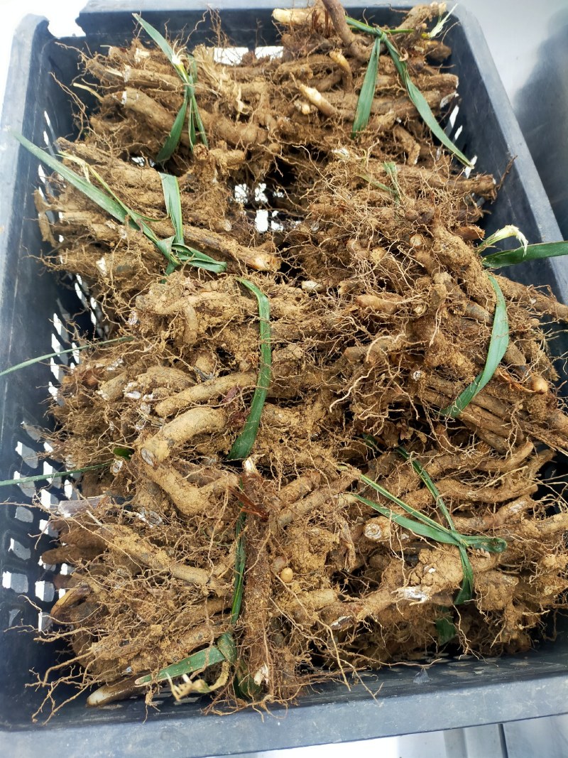 蕨菜根种苗