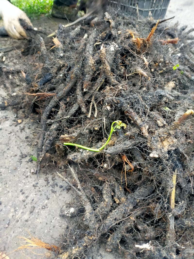 蕨菜根种苗