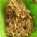 蕨菜根种苗
