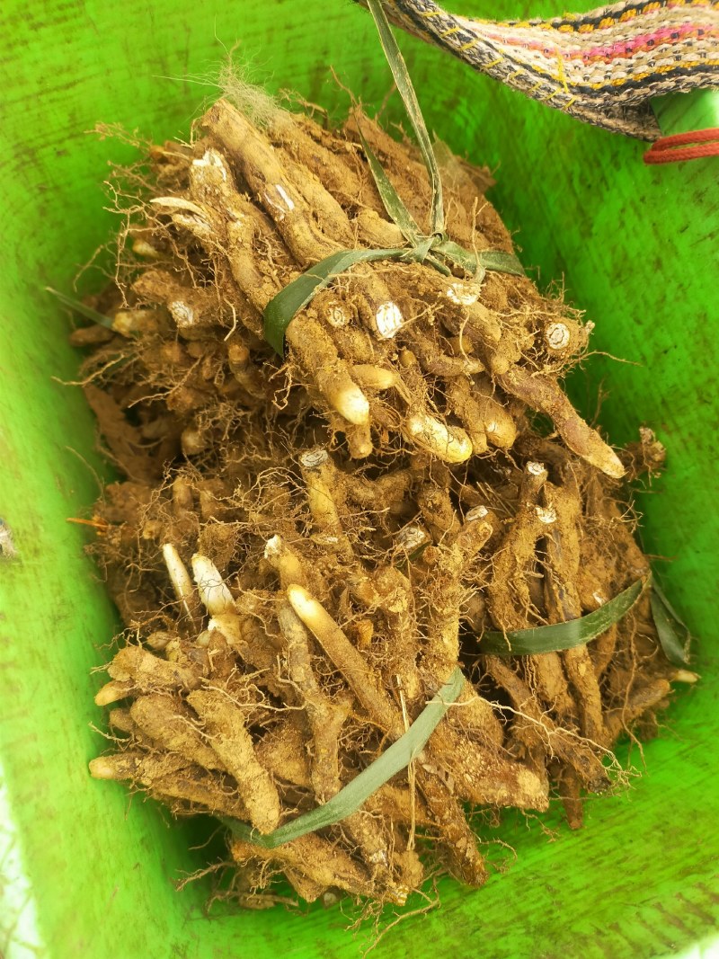 蕨菜根种苗