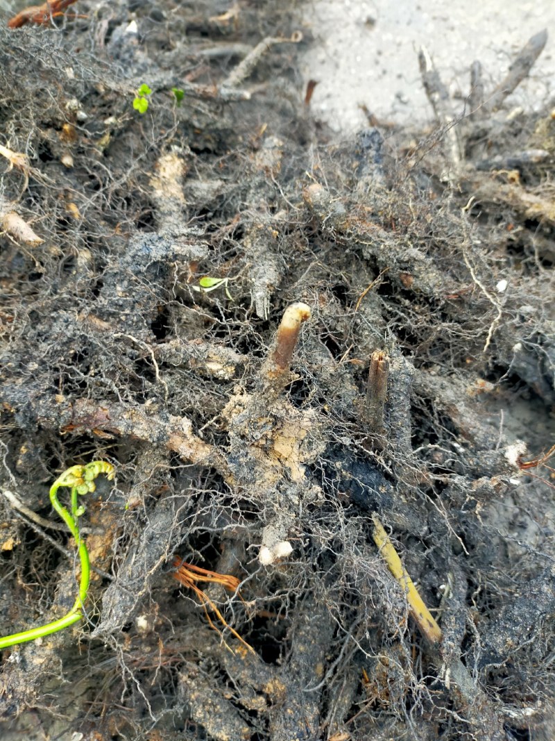 蕨菜根种苗