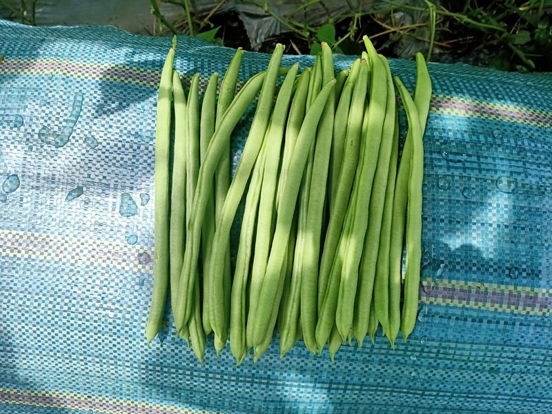 保山市隆阳区精品小金豆，无筋豆，扁豆涨价中。