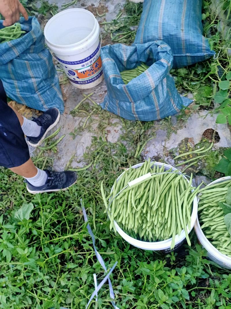 保山市隆阳区精品小金豆，无筋豆，扁豆涨价中。